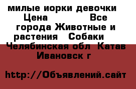 милые иорки девочки › Цена ­ 15 000 - Все города Животные и растения » Собаки   . Челябинская обл.,Катав-Ивановск г.